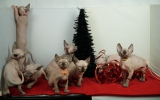 DSC00511.JPG