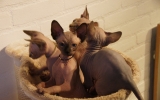 DSC01606.JPG