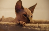 DSC01626.JPG