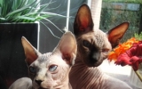 DSC02422.JPG