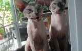 DSC02435.JPG