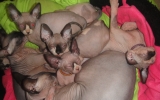 DSC03727.JPG