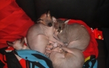 DSC05336_resize.JPG