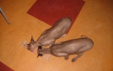 DSC05340_resize.JPG