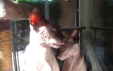 DSC05360_resize.JPG