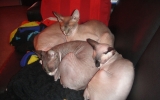 DSC05506_resize.JPG