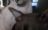 DSC05526_resize.JPG