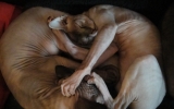 DSC05601_resize_1.JPG