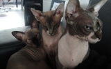 DSC05646_resize_1.JPG
