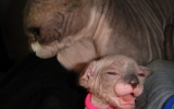 DSC06129_resize.JPG