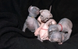 DSC06355_resize.JPG