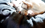 DSC06388_resize.JPG