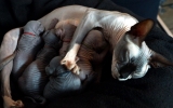 DSC06391_exposure_resize.JPG