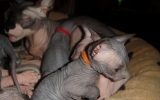 DSC06429_resize.JPG