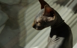 DSC07038.JPG