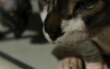 DSC07043.JPG