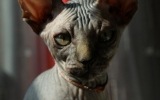 DSC07044.JPG