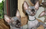 DSCF5009.JPG
