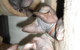 DSCF5011.JPG