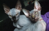 DSCF5068.JPG