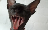 DSCF5195.JPG