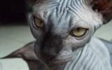 DSCF5268.JPG