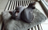DSCF5335.JPG