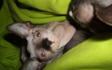 DSCF5700.JPG