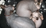 DSCF5740.jpg