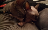 DSCF5751.JPG