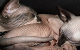 DSCF5794.JPG