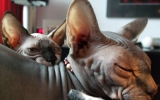 DSCF5898.JPG