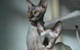 DSCF5909.JPG