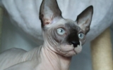 DSCF5930.JPG