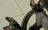 Dita.jpg
