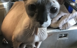 Mayumi