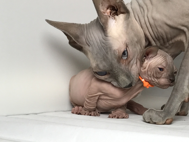 Mushi met Imara (nest 2016)
