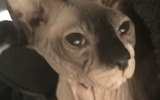 Mayumi