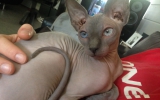 Mushi