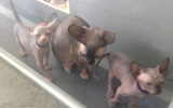 in de ren 