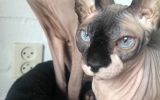 Mayumi