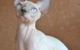 Perseus