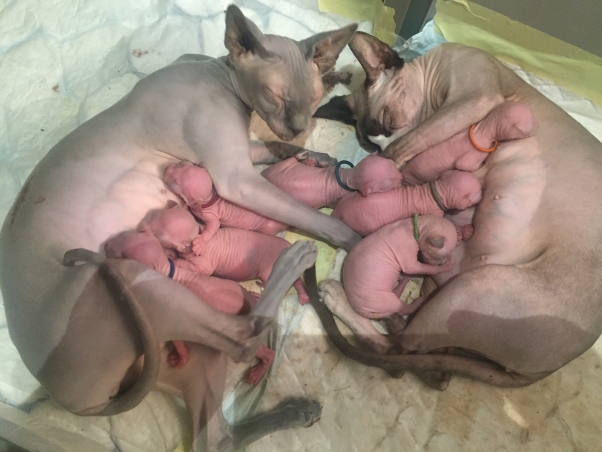 mushi en sui samen met hun 7 kittens