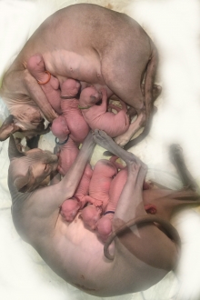 nestjes Sui en Mushi oktober 2015