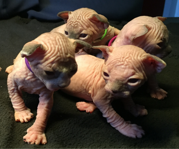 kittens Sui