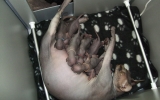 Kittens06033620081536135134.JPG