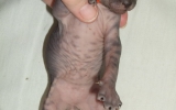 Kittens061313620081534555099.JPG