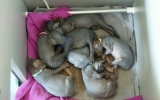Kittens06222262008846436524.JPG