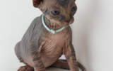 Kittens06222262008901066532kopie.JPG