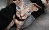 Kittens062525620081013075027kopie.JPG